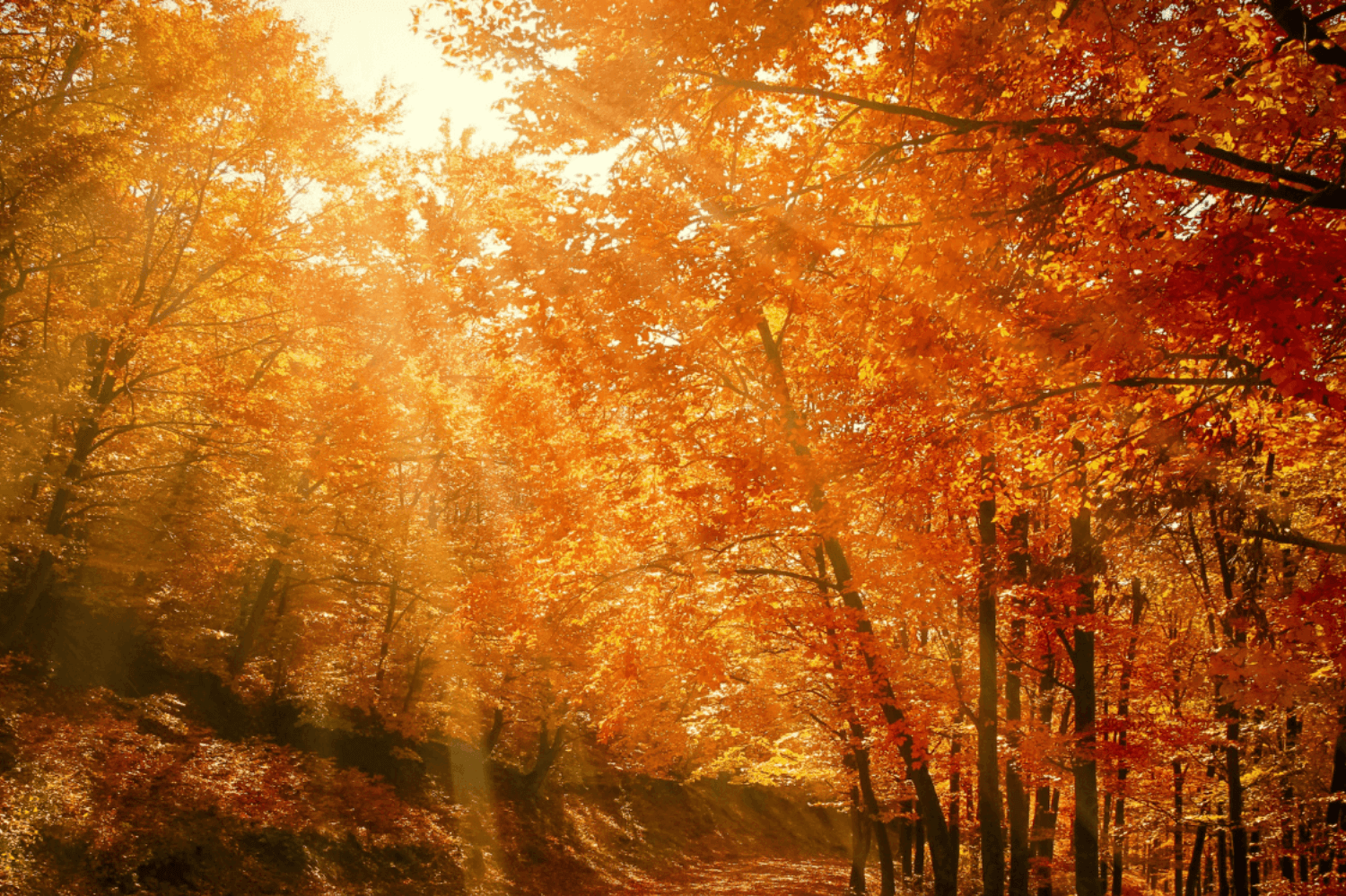 Een zonovergoten herfstbos met bomen vol oranje en rode bladeren. Zonne­stralen breken door het bladerdak en verlichten het pad dat door het bos slingert.
