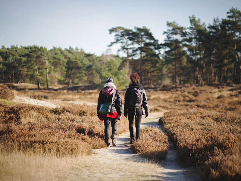 Zwei Personen wandern auf einem schmalen Sandweg durch eine offene Heidelandschaft mit niedrigen Sträuchern, umgeben von Kiefern unter einem klaren Himmel.