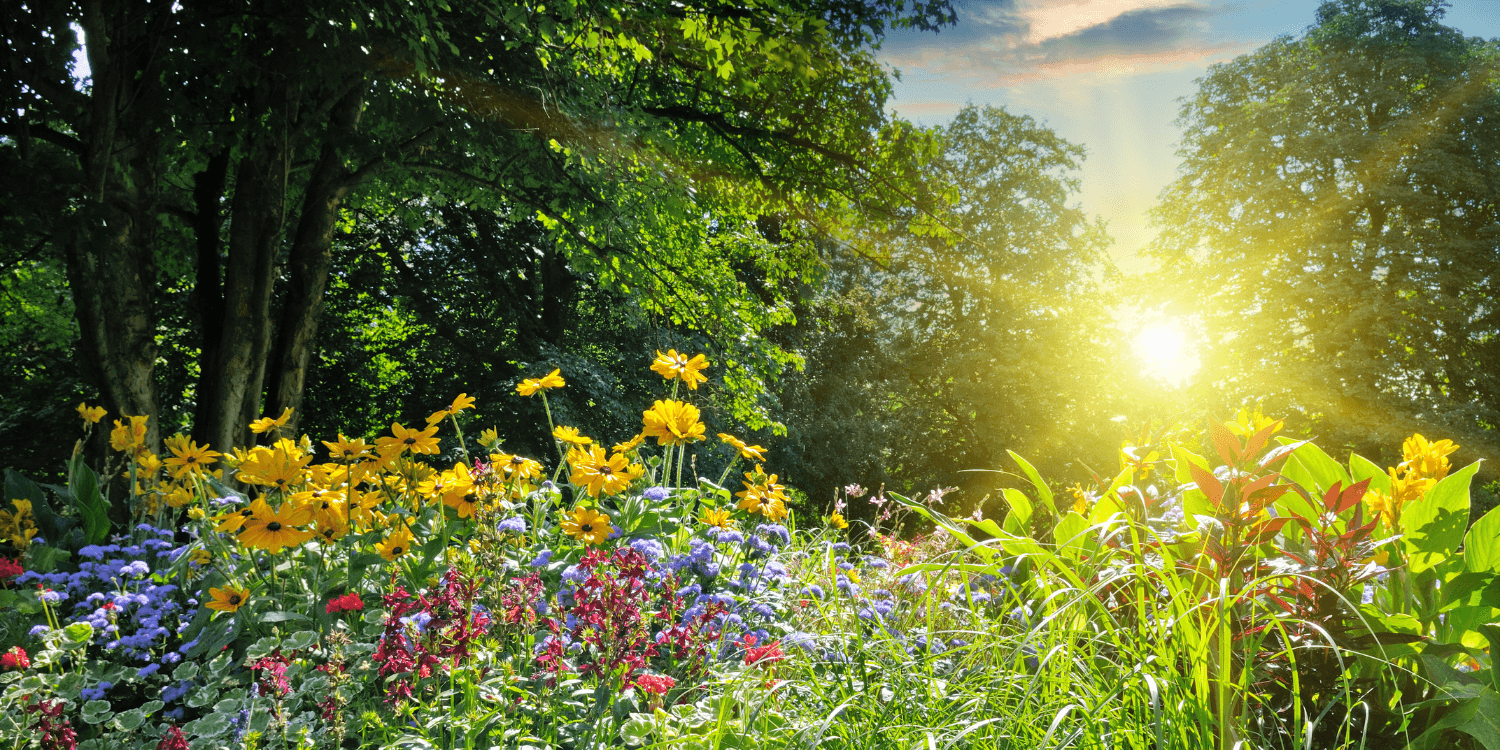 Sunny summer day in a colorful flower field with yellow, purple, and red flowers surrounded by green trees."