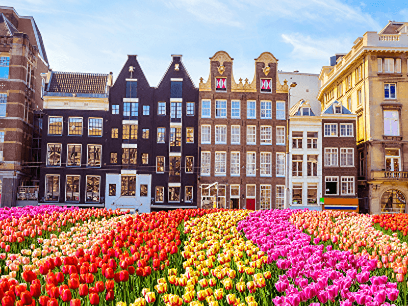 An expansive field of colorful tulips in full bloom, filling the horizon with their vibrant colors.